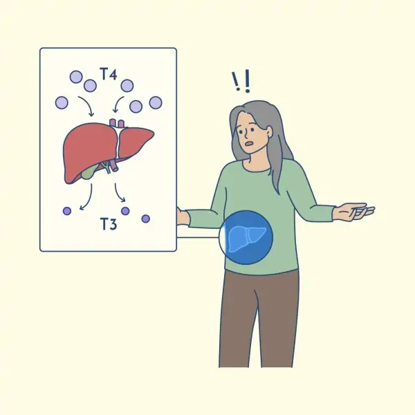 T4 to T3 conversion; liver and thyroid hormone conversion